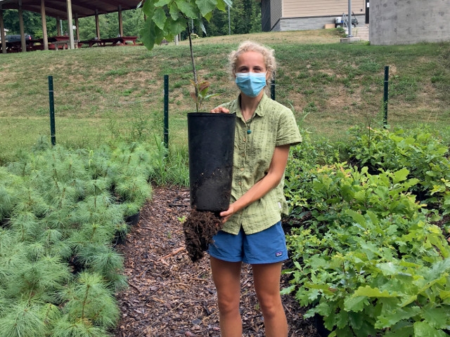 Rice Creek, Canal Forest Restoration Project Offering Trees to Public; Seeking Help Collecting Seeds