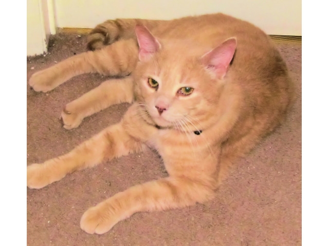 Adopt a Pet Today: Marley Needs a Good Home