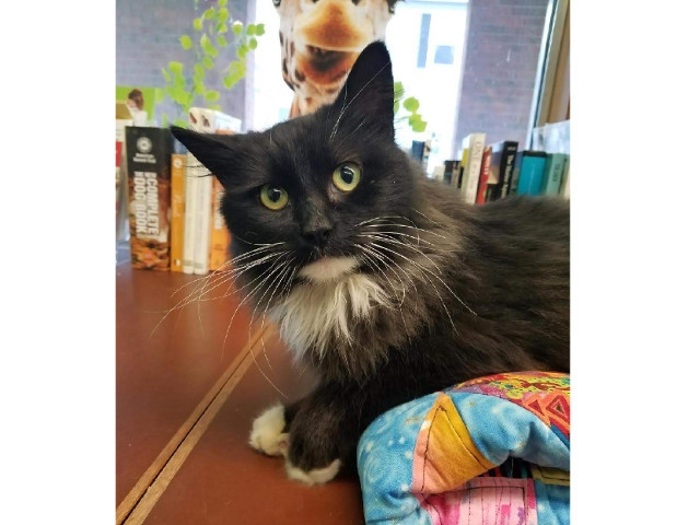 Adopt A Pet Today: Hermione,  A Gorgeous Long-Haired Tuxedo