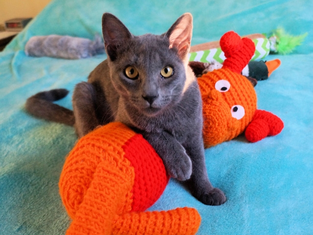 Adopt a Pet Today: William is Tall, Sleek and Lanky