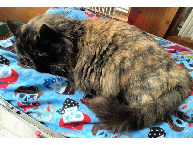 Adopt a Pet Today: Sweet Pea, a Long-Haired Tortie