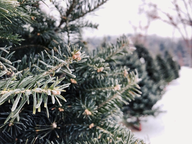 Buy A Fresh, Local Christmas Tree This Year