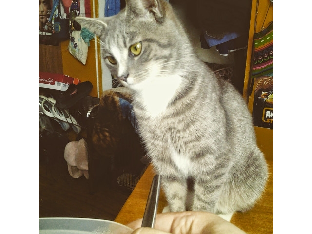Adopt a Pet Today: Miss Sacha Needs a New Home