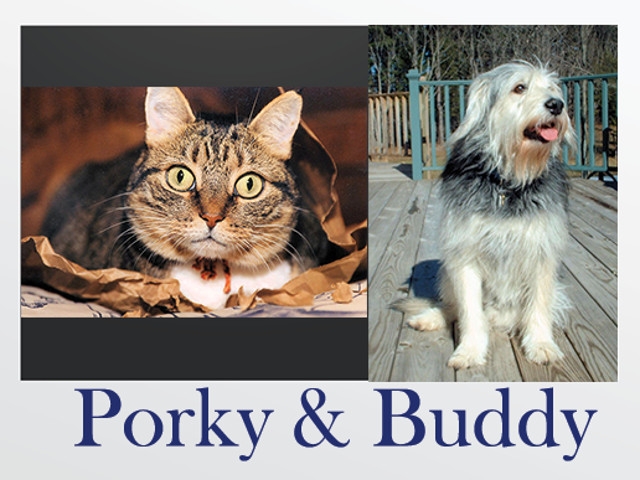 Porky & Buddy Column: Keep Your Pets Hydrated in Times of Drought
