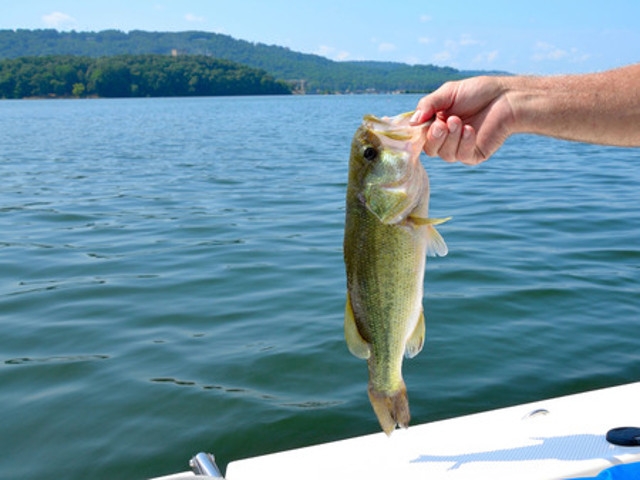Free Kids Fishing Class and Tournament Announced