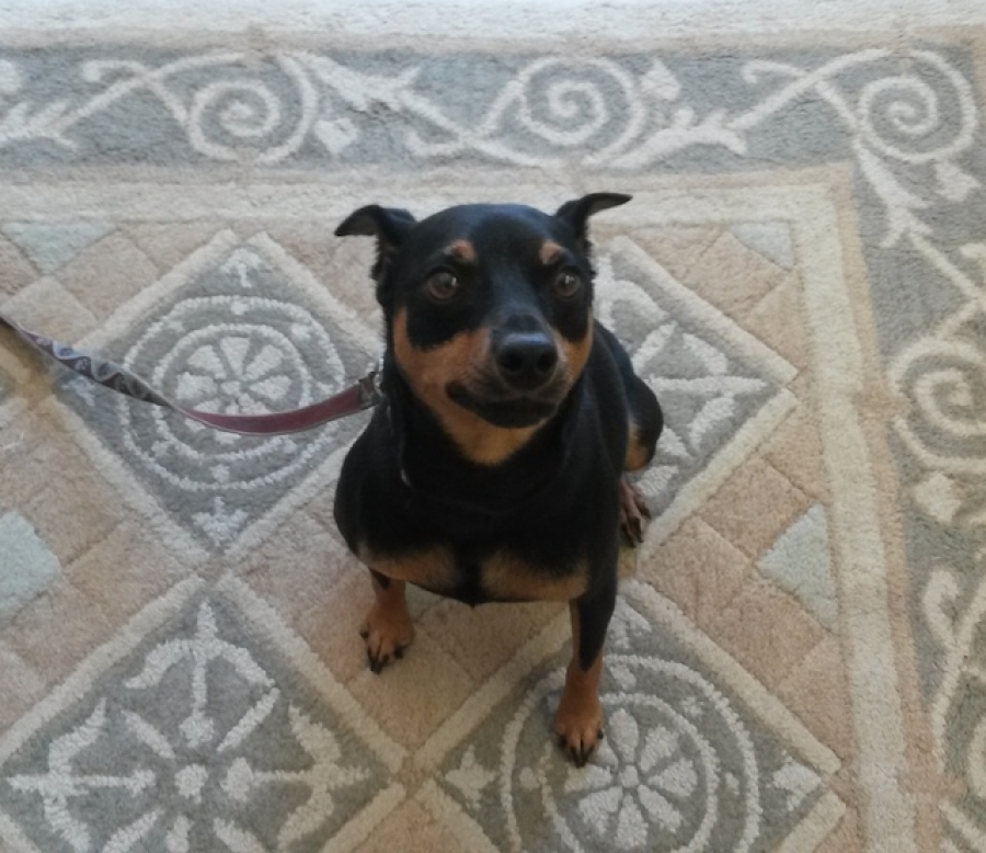 Dogs: When is the Right Time to Train Them?