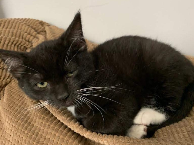 Adopt A Pet Today: Doctor, A Handsome Black Tuxedo
