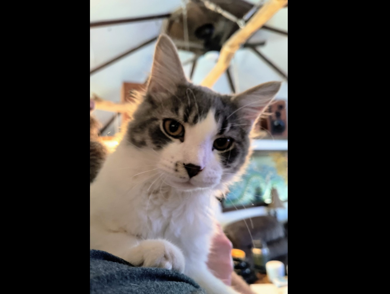 Fridge: Pet of the Week