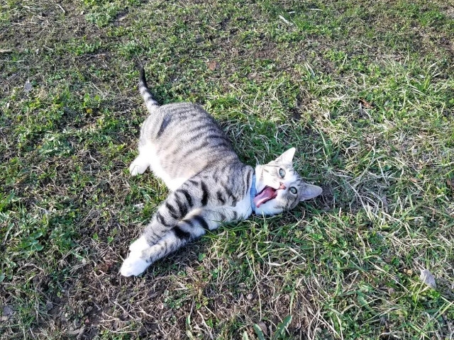 Adopt A Pet Today: Jack Thinks He's A Big Boy