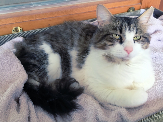 Adopt a Pet Today: Fluffy... Beautiful, Sweet, Friendly, Calm