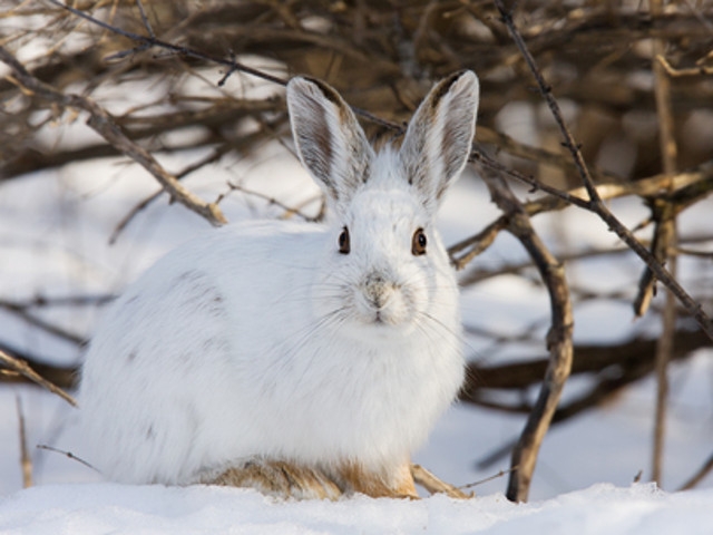 'Mad Hares of March' at Amboy 4-H Environmental Ed Center Mar 25