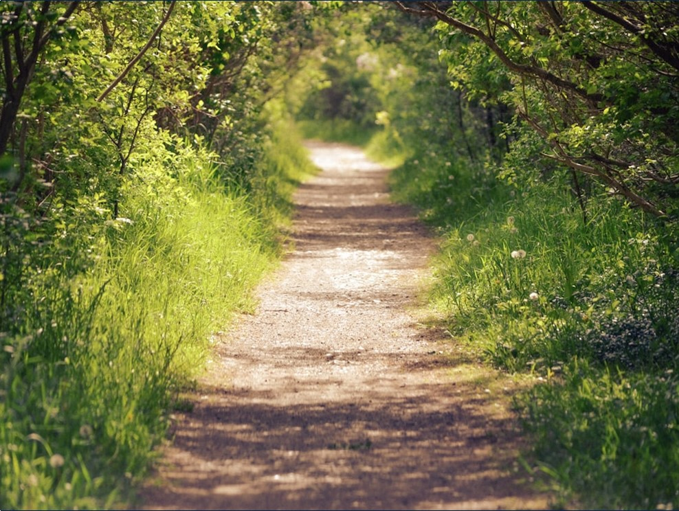 Community Members Are Invited to Join a Guided Walk to Learn About Invasive Species in the Village of Pulaski