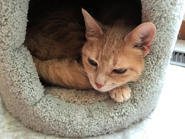 Adopt a Pet Today: Sandy is Gorgeous, Slinky, Short-Haired Blond