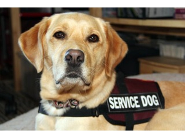 Mayor Barlow Proposes Service Dog Program for Disabled Military Veterans