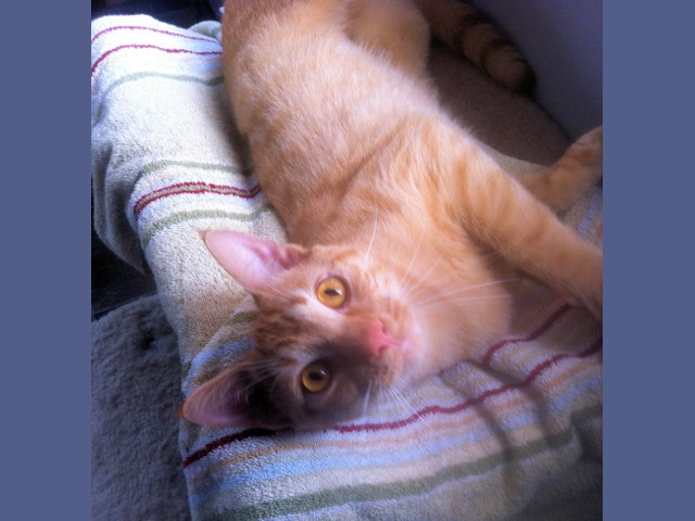 Adopt a Pet Today: Pumpkin is Friendly and Sweet