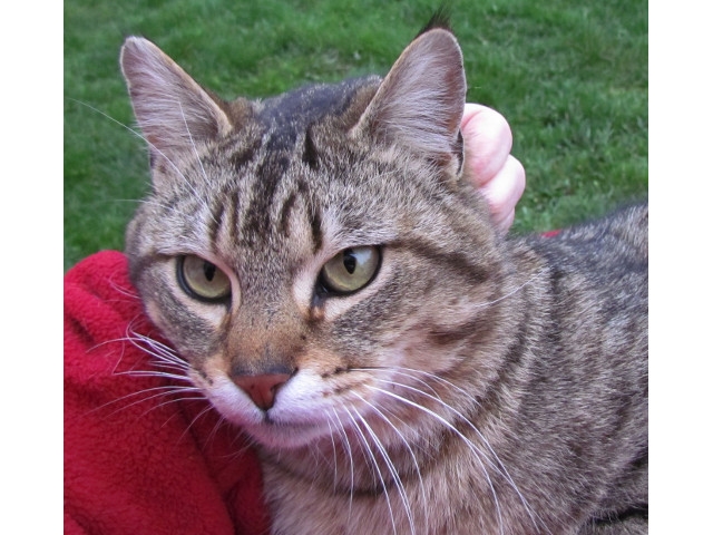 Adopt a Pet Today: Martin, the Big Handsome Lug