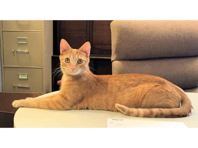 Adopt a Pet Today: Peaches, Super-Friendly