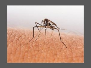 West Nile Found in West Monroe