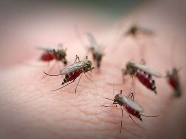 People Urged to Maintain Vigilance Against Mosquito Bites