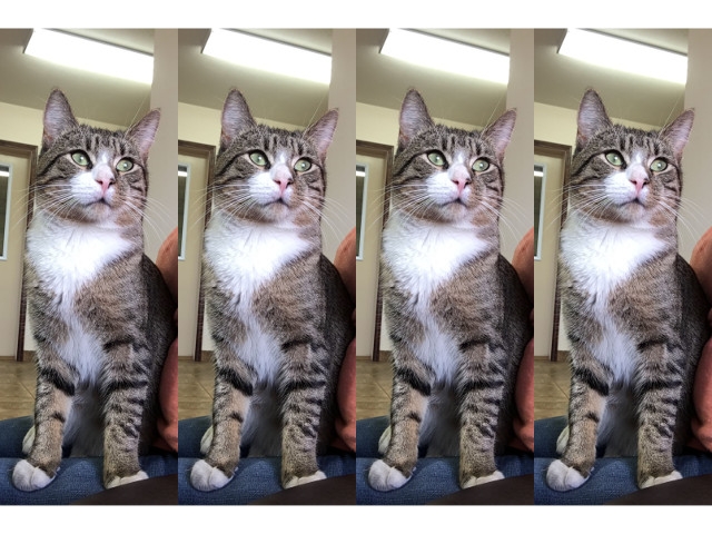 Adopt a Pet Today: Merle, Still the Office Cat