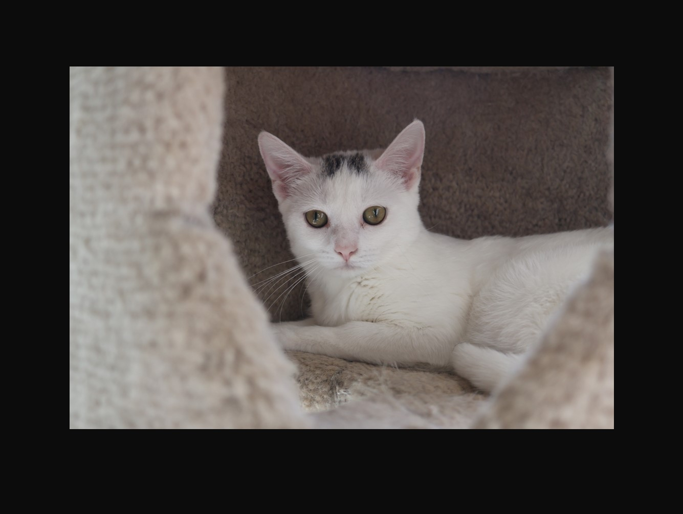 Tiana: Pet of the Week