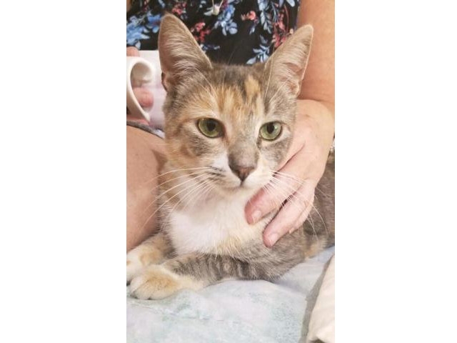 Adopt A Pet Today: Cherry, Silver Mix and Ready to Go