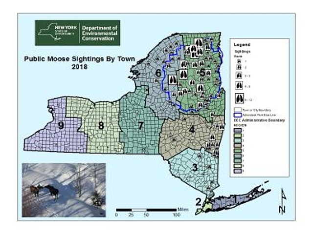 DEC Asks Public to Report Moose Sightings