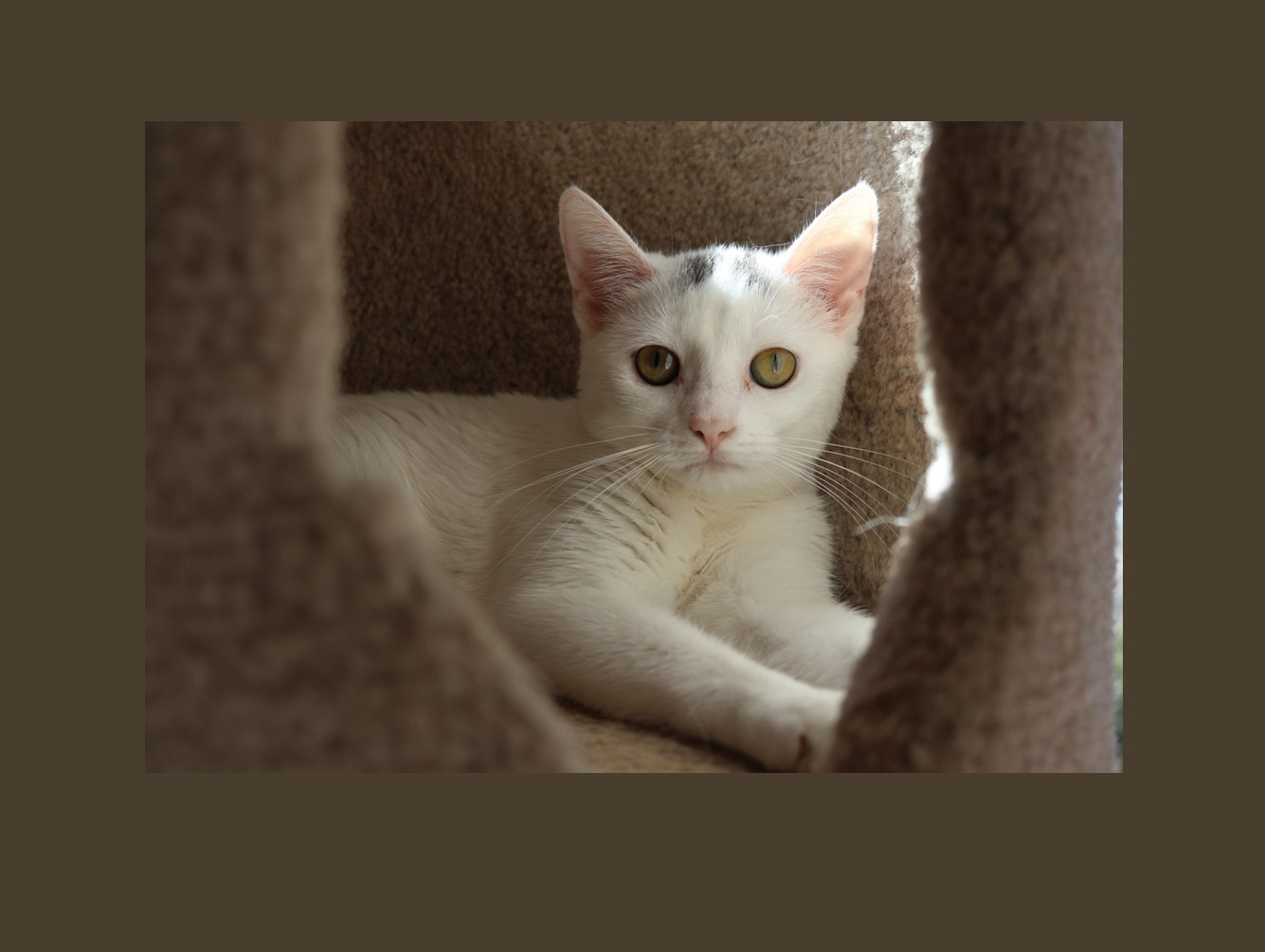 Rapunzel:  Pet of the Week