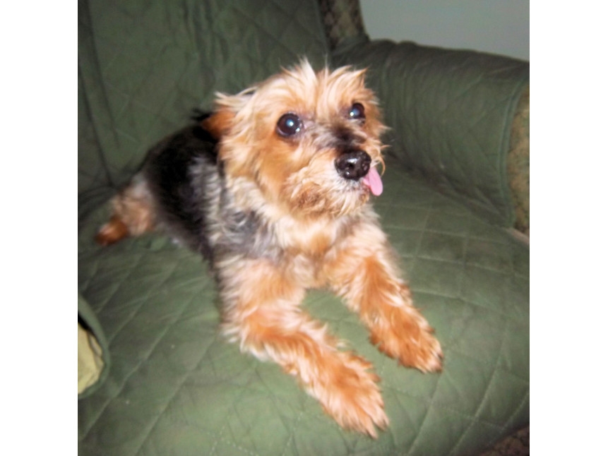 Adopt a Pet Today: Mikey Wants Love and a Nice Couch