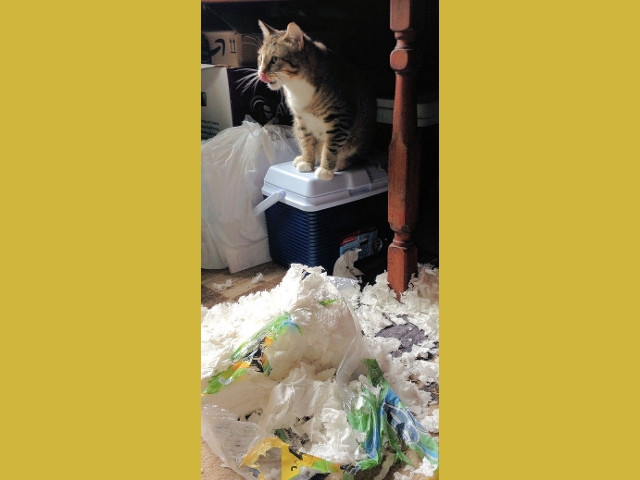 Adopt a Pet Today: Trouble, the Cure for PaperTowelaPhobia