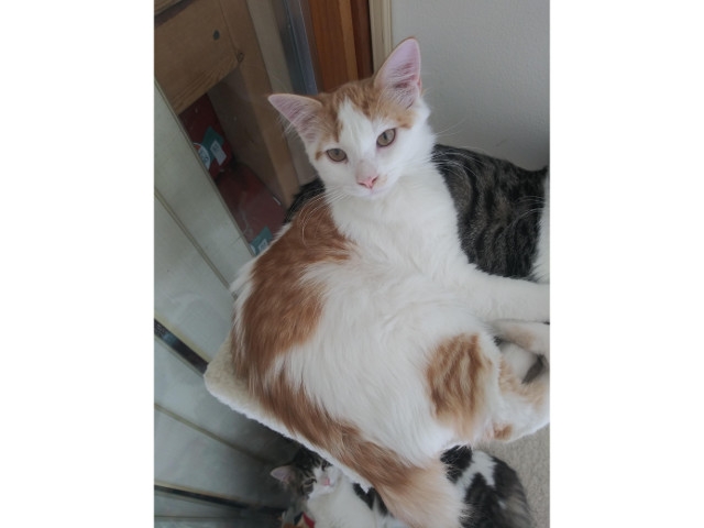 Adopt A Pet Today: Apollo, A Sweet Boy