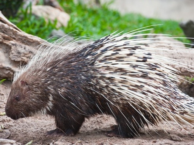 'Poking About With Porcupines' at 4-H Amboy Environmental Education Center Apr 9