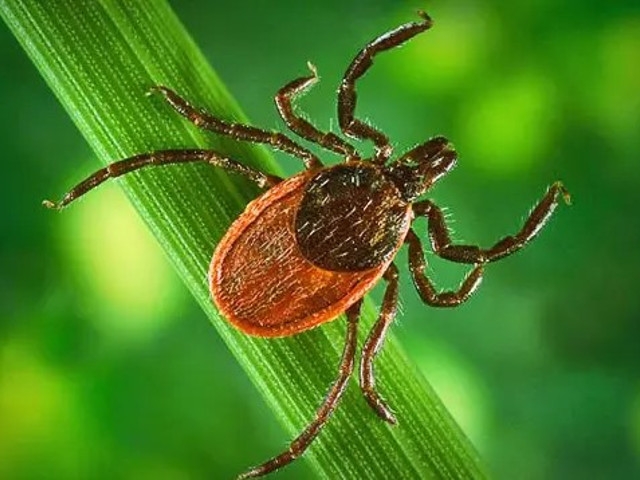 Lyme Disease, Other Tick-Borne Illnesses Still A Threat In Cold Weather