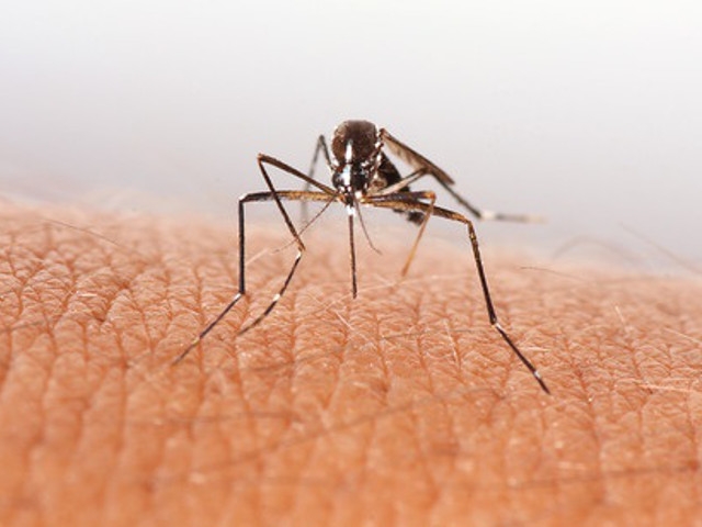 Oswego County to Conduct Aerial Spraying to Control EEE Virus