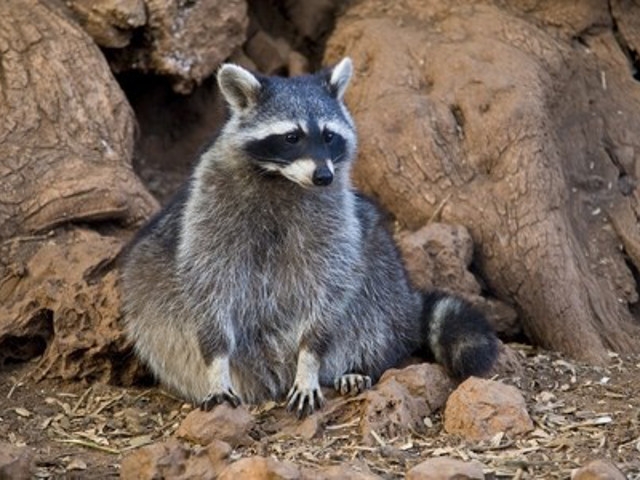 DEC Announces Opening of Furbearer Trapping and Hunting Seasons