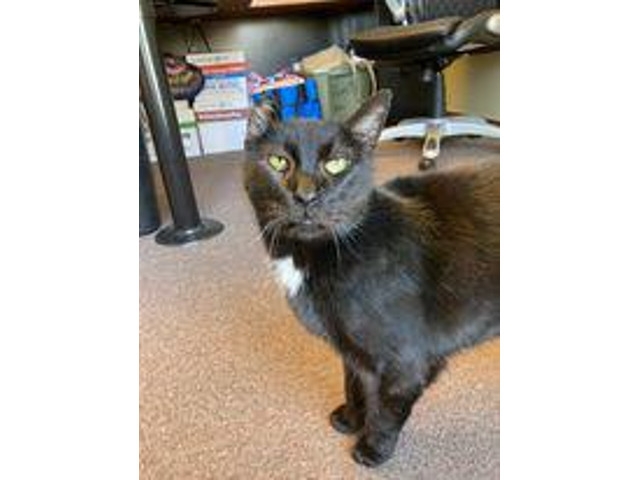 Adopt A Pet Today: Big Boy, Very Handsome