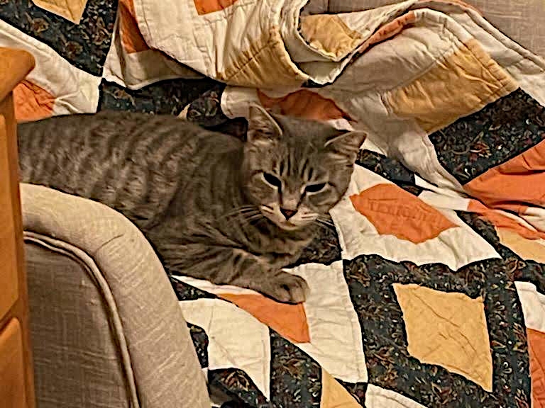 Adopt A Pet Today: Elora Is Strong And Silent