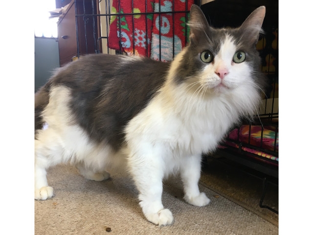 Adopt A Pet Today: Jingles, Very Talkative And Chirpy