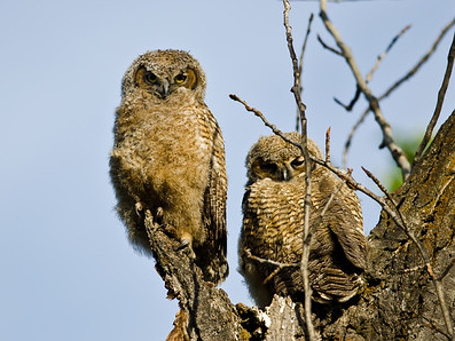 'An Owlet Overture' at the Amboy Sept 20th