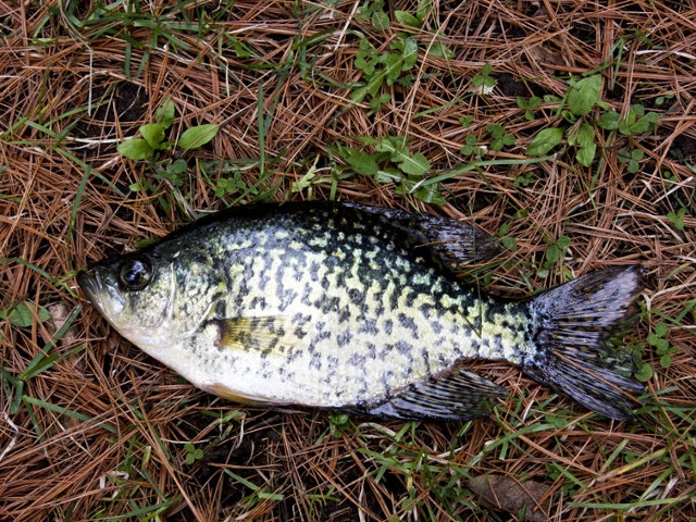 DEC Releases Proposed Changes to Improve New York State's Sunfish and Crappie Fishing Regulations