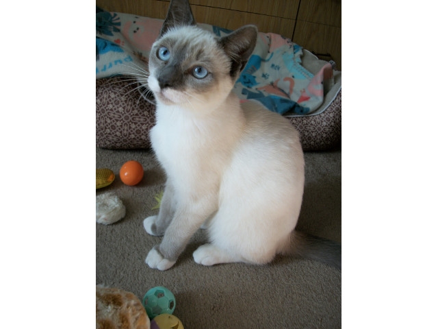 Adopt A Pet Today: Winter, a Male Snowshoe Kitten