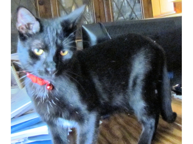 Adopt a Pet Today: For Marty, the Key Word is FUN