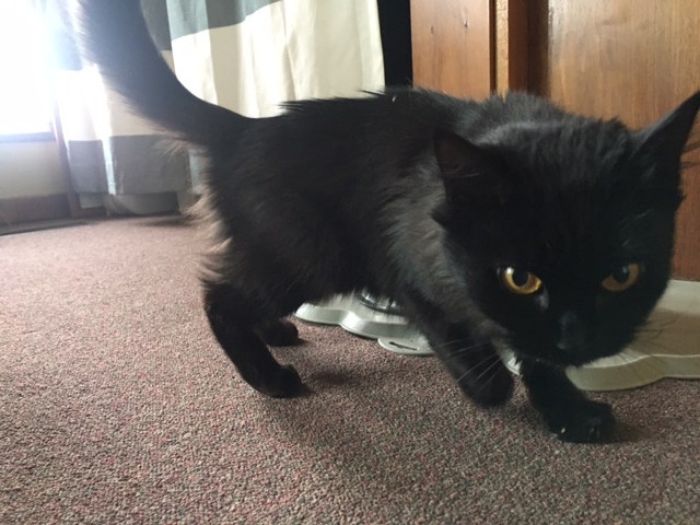 Adopt A Pet Today: Beatrix, A Kitten Forever