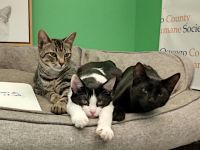 Adopt A Pet Today: Fran, Alvin &amp; Simon