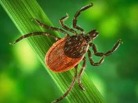 Learn How to Protect Yourself and Your Family from Ticks