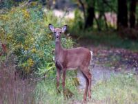 DEC Reminds Hunters of Late Season Deer Hunting Opportunities
