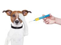 Oswego County Holds Final Rabies Vaccination Clinic of Year in Pulaski Oct. 19